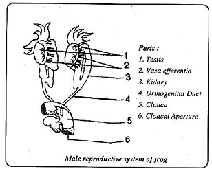 2053_male reproductive system of frog.png